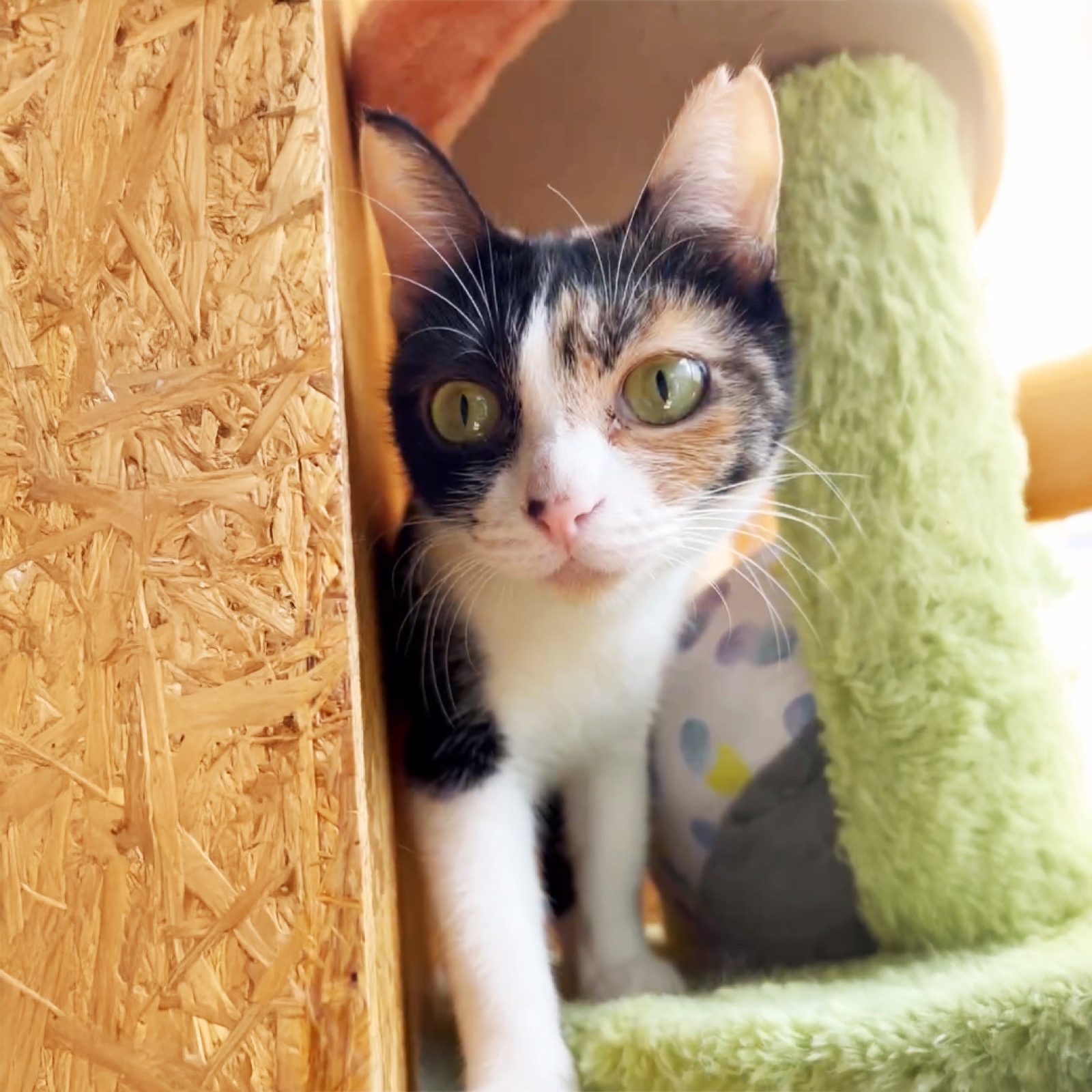 にゃんちゅ〜るの猫ちゃん